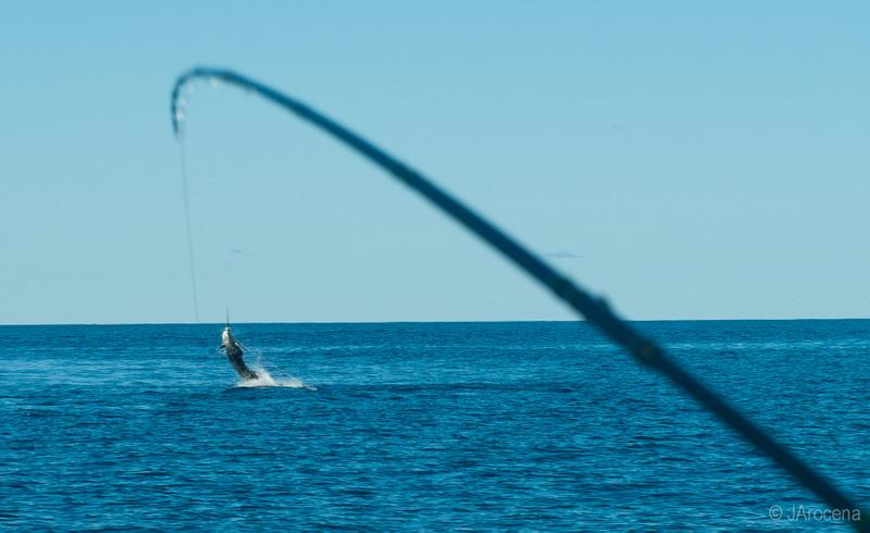 amazing fish - 20101211imgp8449.JPG